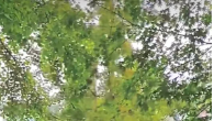 鄭州街頭出現(xiàn)搖樹機？綠化處：鄭州沒有這種機器