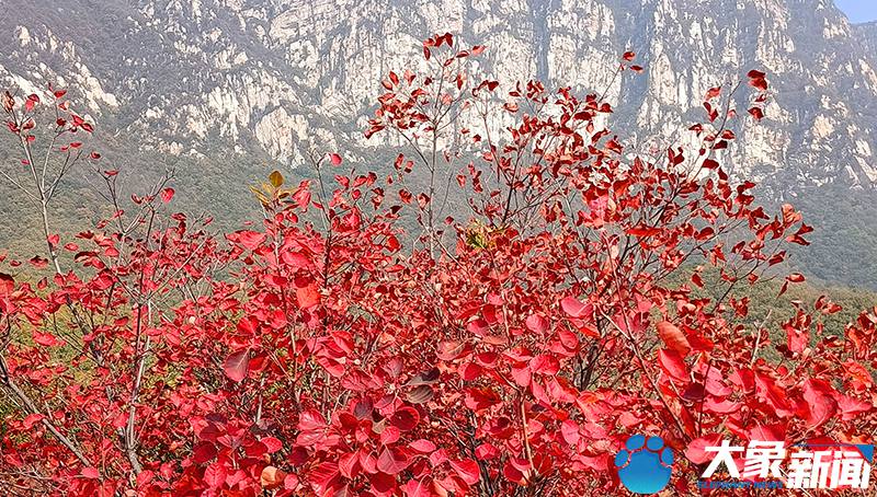 河南嵩山：漫山红叶正当时 屏赏万里醉人秋色