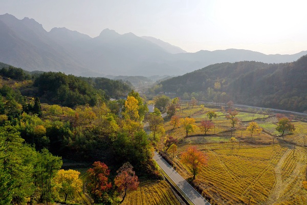 信阳市商城县伏山乡乌桕争艳迎立冬