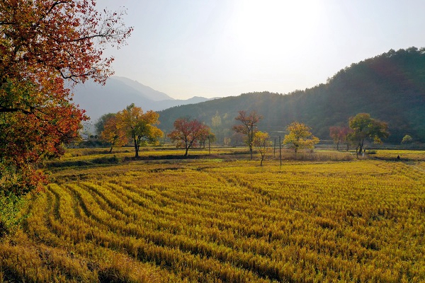 信阳市商城县伏山乡乌桕争艳迎立冬