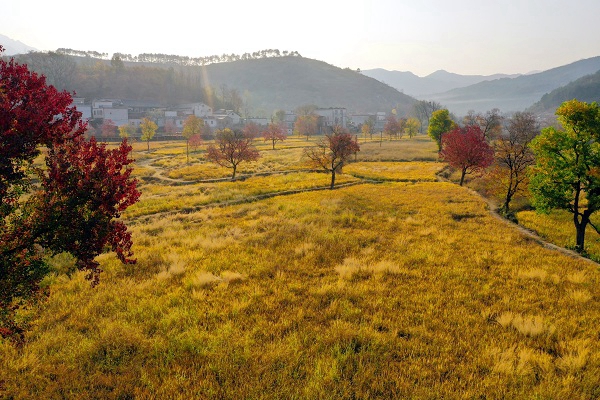 信阳市商城县伏山乡乌桕争艳迎立冬