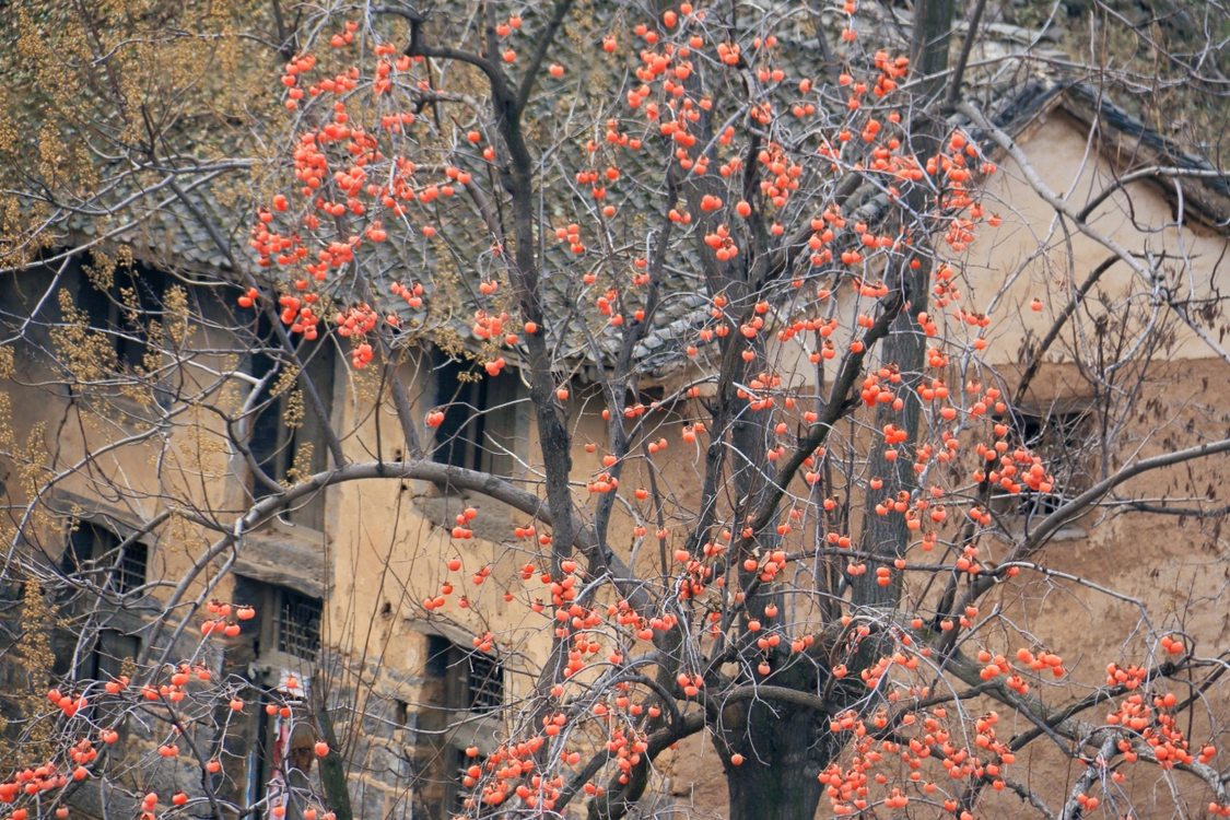 林州：太行柿子 醉美风景