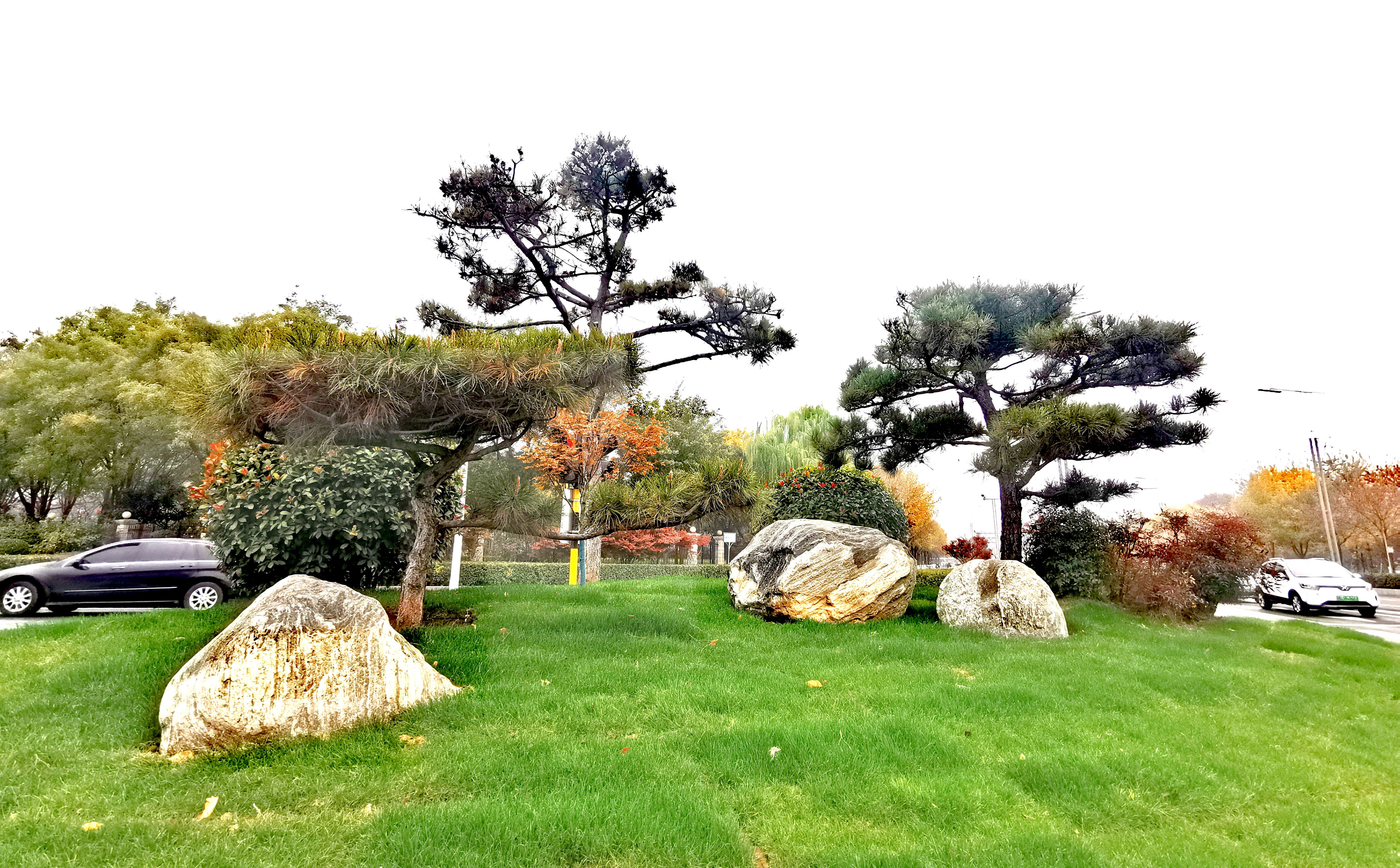 安阳园林部门巧布景石提升道路景观