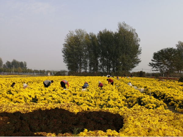 开封市祥符区西姜寨乡乡村振兴路上的致富花