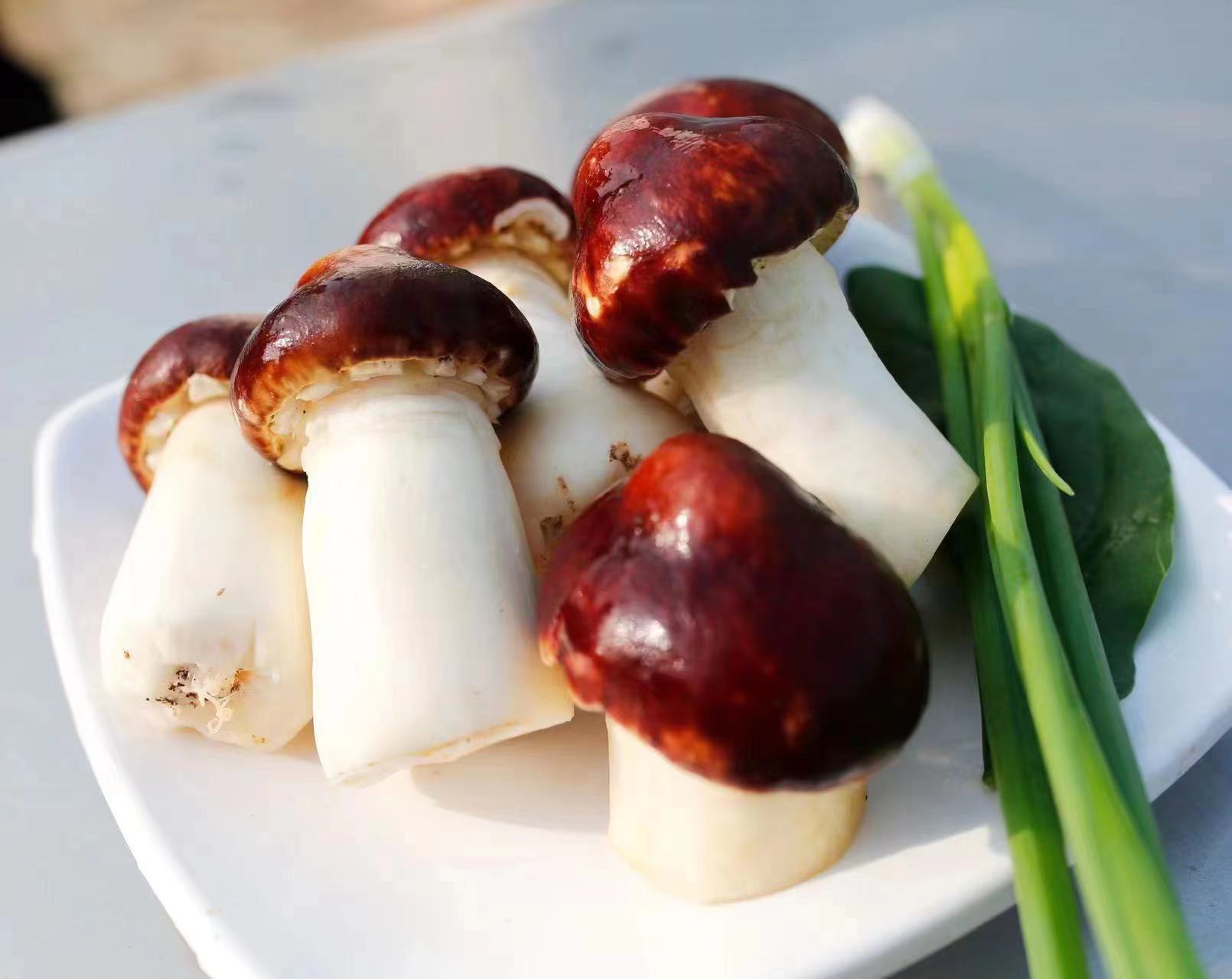 首页>洛阳>正文>在之前,因为赤松茸是野生的,生长