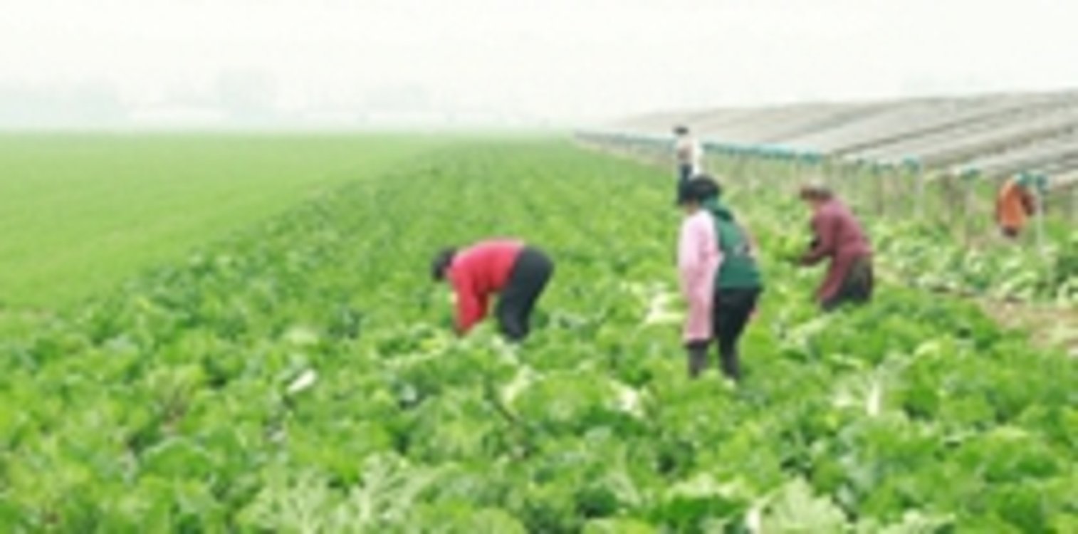 西平县御都集团公益助农 让滞销蔬菜从田间直接到业主手中