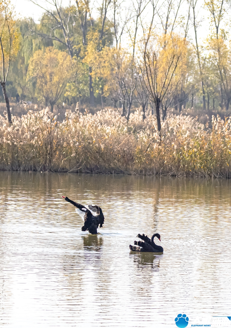 郑州南裹头黄河湿地 美丽的黑天鹅来“度假”了