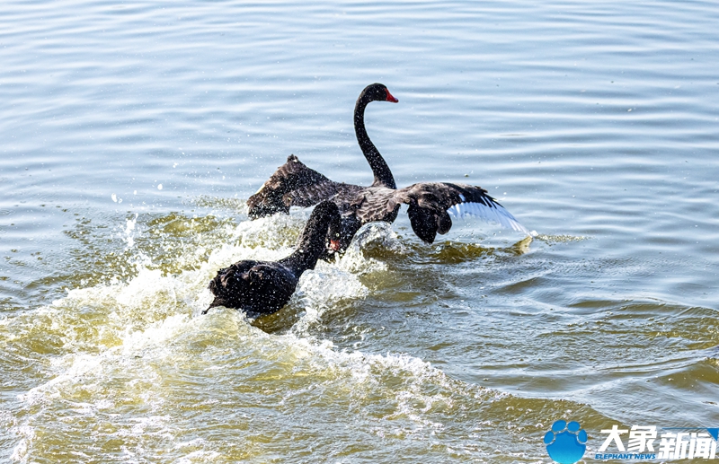 郑州南裹头黄河湿地 美丽的黑天鹅来“度假”了