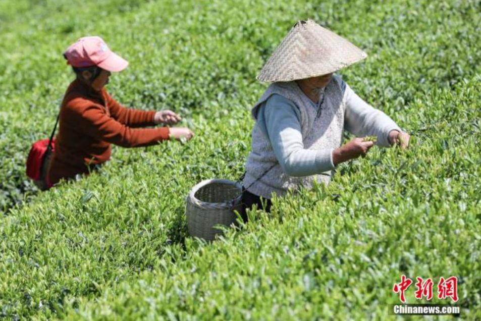申遗成功！关于中国茶，这10大知识点你必须知道