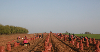 孟州市：中药材种植富乡亲