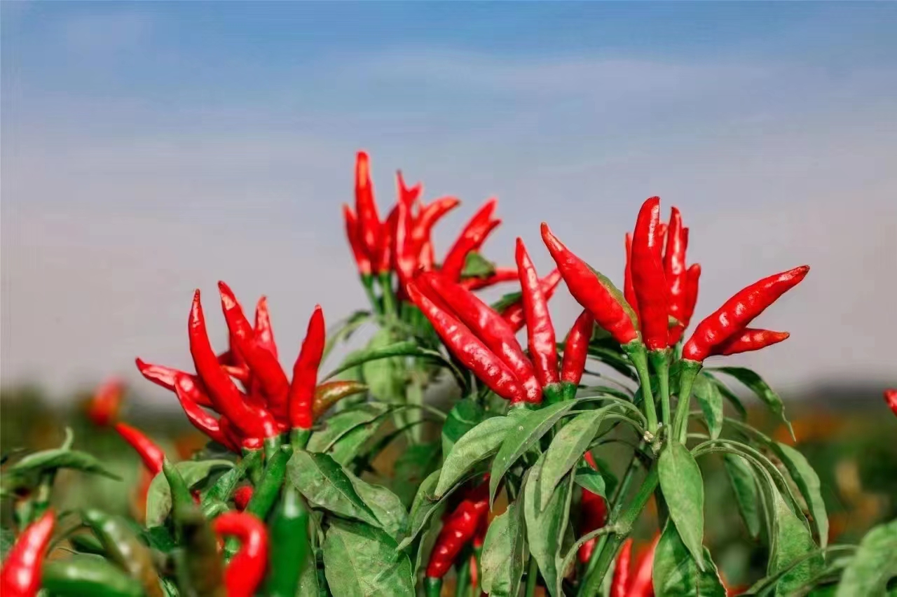 柘城县辣椒减贫案例入选全球最佳