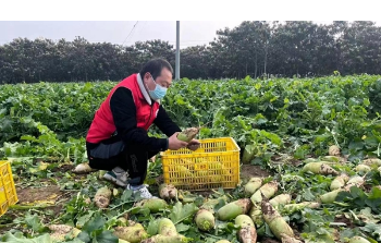 南阳市卧龙区：多措并举保障群众“菜篮子”守住菜农“钱袋子”