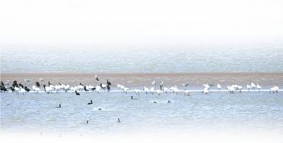 十年来，孟津黄河湿地的鸟类增加了60多种