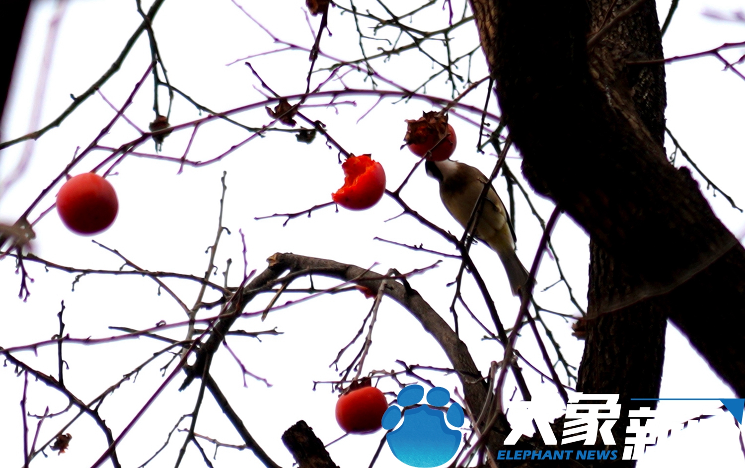 郑州多家公园相继开放 突然被冬季美到了