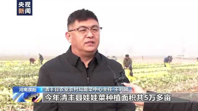 河南濮阳菜粮轮做促增收 5万亩娃娃菜集中上市