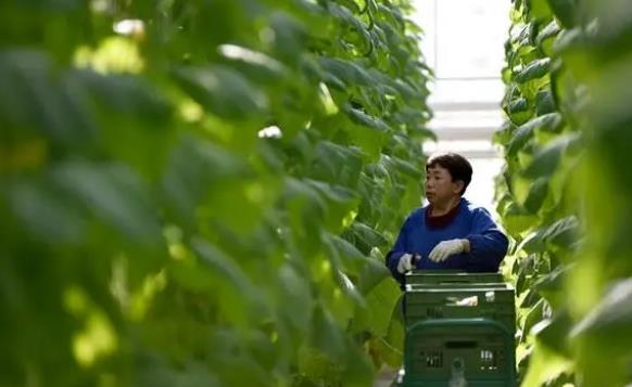 在建设农业强国中担当使命