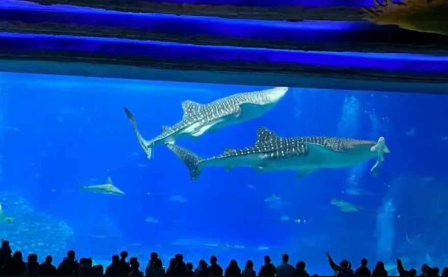 珠海长隆海洋王国最大鲸鲨疑死亡