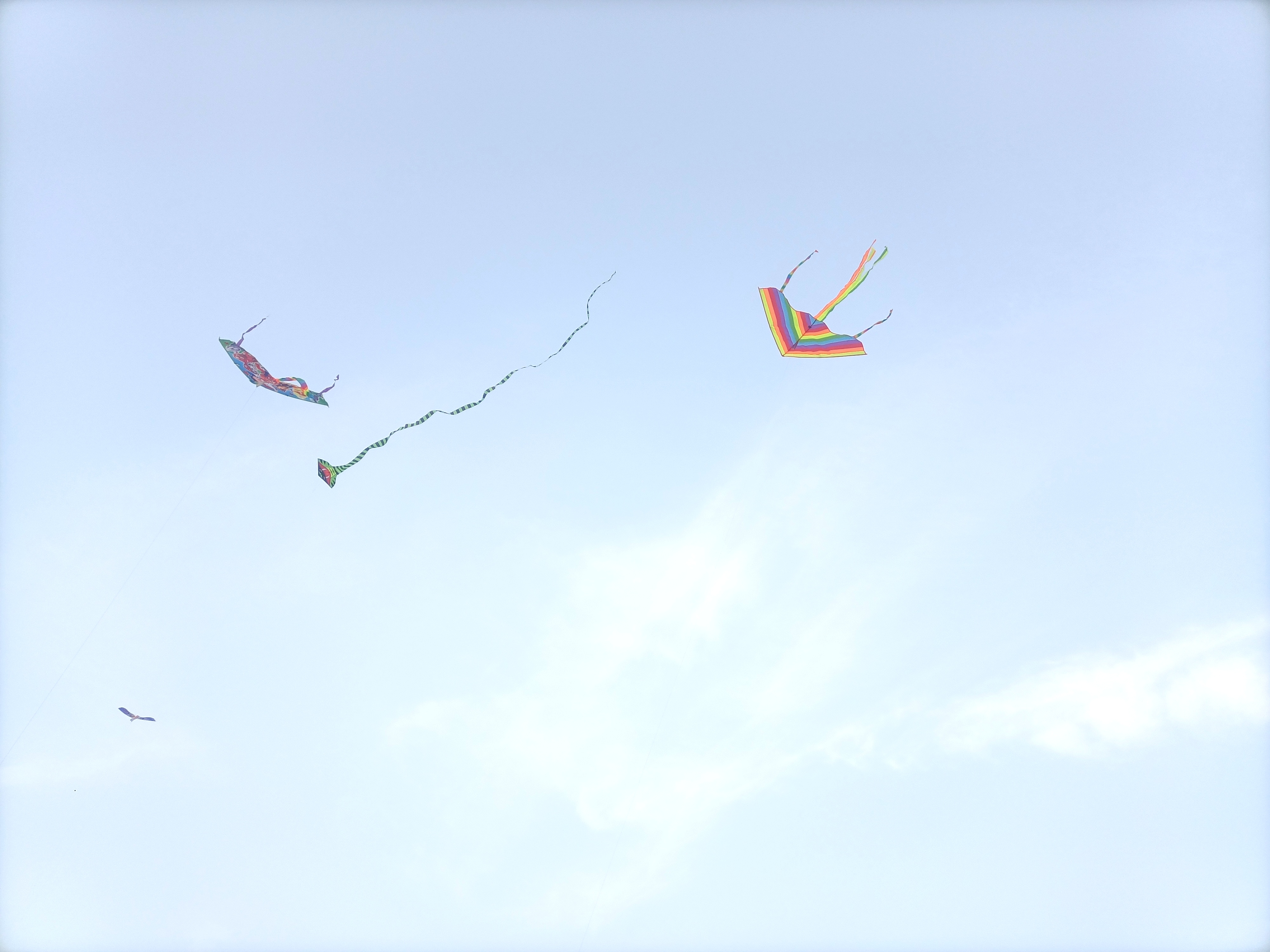 图集固始县忙趁东风放纸鸢