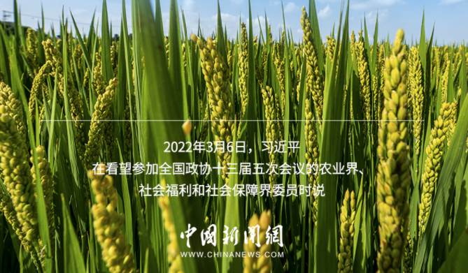 习言道｜粮食安全是“国之大者”