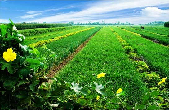 大力发展现代农业产业园，促进县域经济高质量发展
