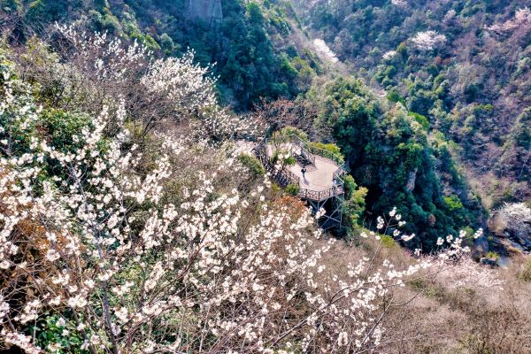 固始县：漫山遍野樱花带来浓浓的春日气息（图集）