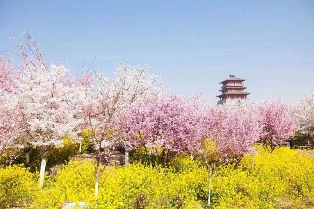郑州三条惠民赏樱专线3月10日开通，线路图来了