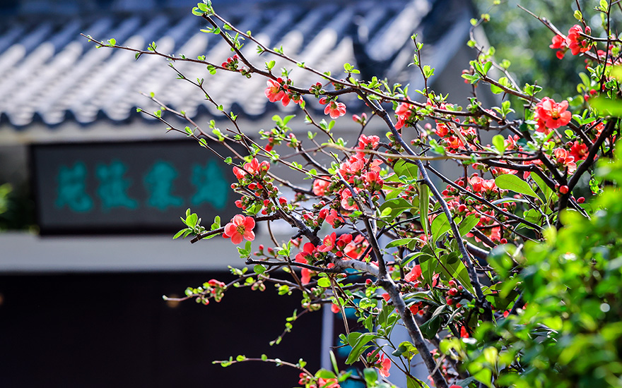 外出踏青，结果喷嚏不断？可能是它在捣乱，一图读懂