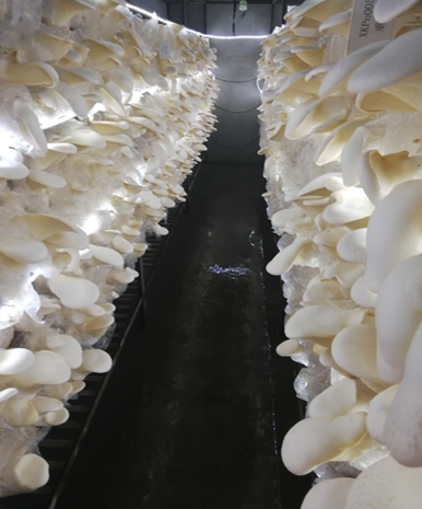 新乡市农科院开创国内一次性获得平菇和白灵菇植物新品种权保护新记录