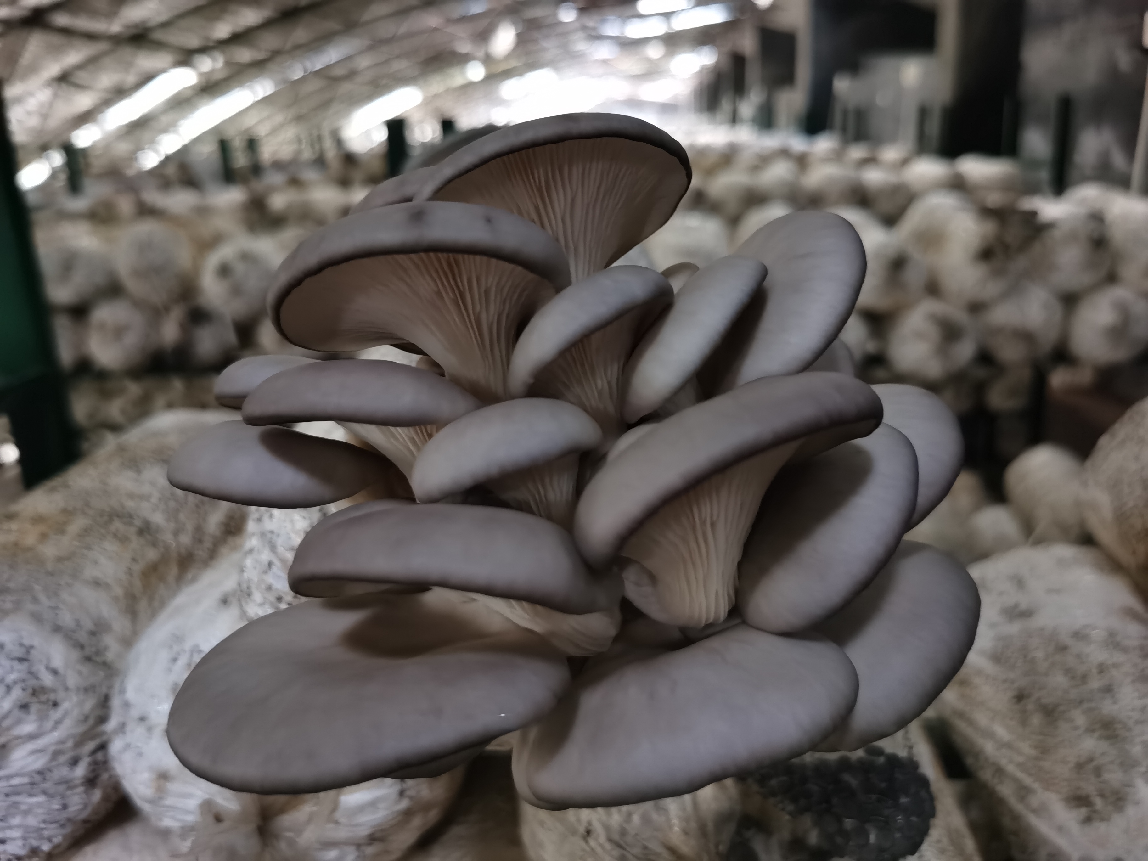 新乡市农科院开创国内一次性获得平菇和白灵菇植物新品种权保护新记录