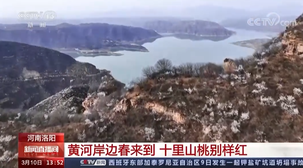 【央視關(guān)注河南洛陽】黃河岸邊春來到 十里山桃別樣紅