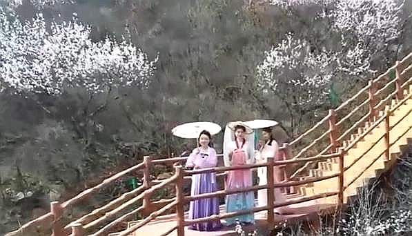 【央視關(guān)注河南焦作】淡紅淺白間 山桃花盛放