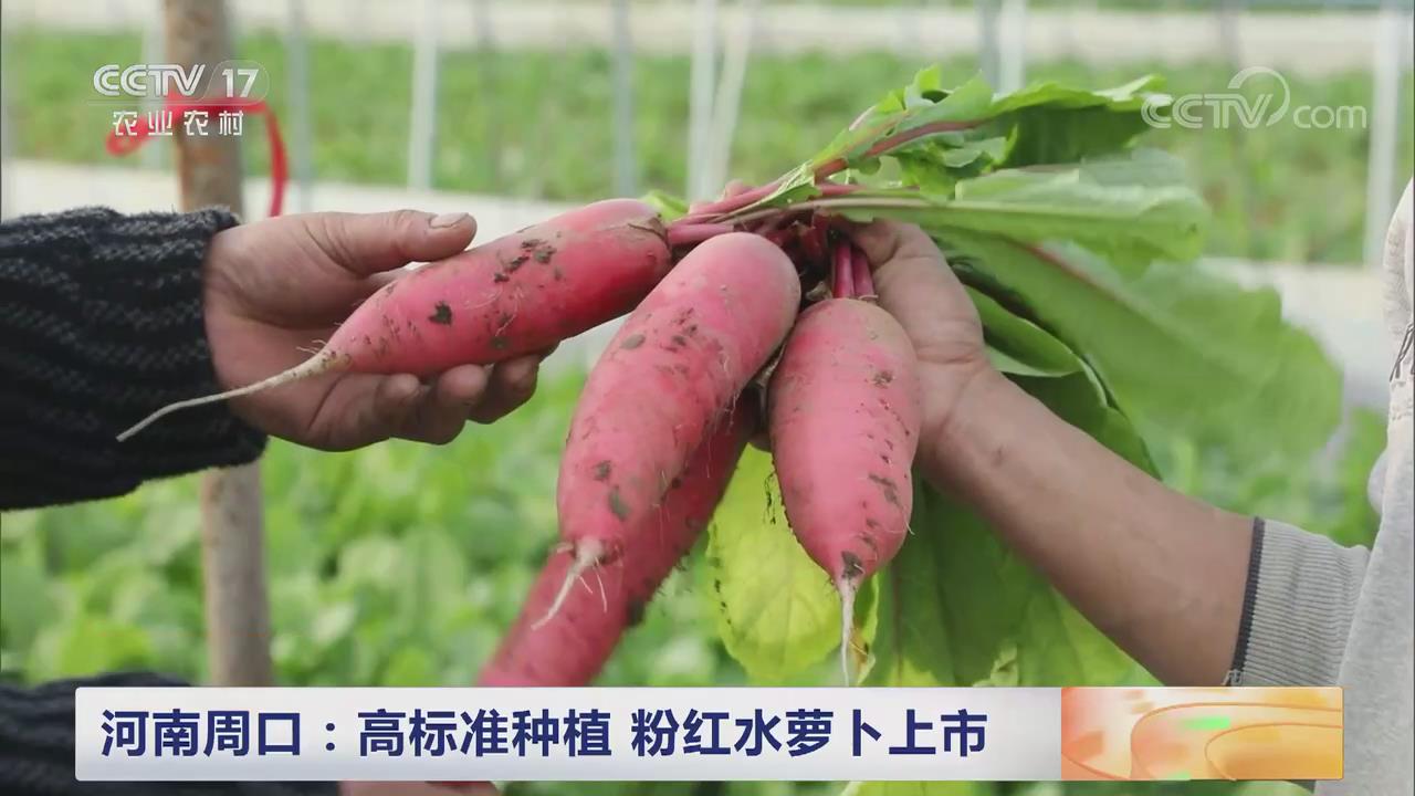 【央視關(guān)注河南周口鄲城】高標準種植 粉紅水蘿卜上市