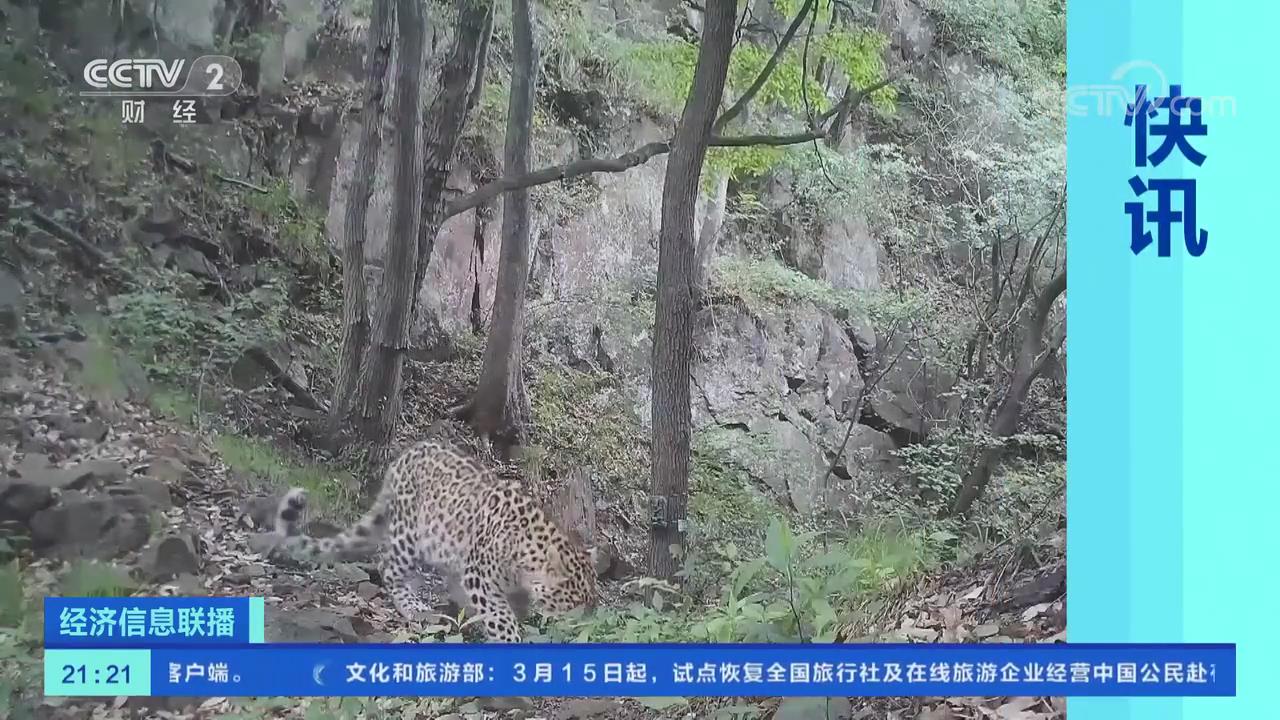 【央視關(guān)注河南濟源】金錢豹頻現(xiàn)太行山自然保護區(qū)