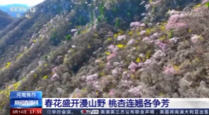 【央視關(guān)注河南焦作】春花盛開漫山野 桃杏連翹各爭芳