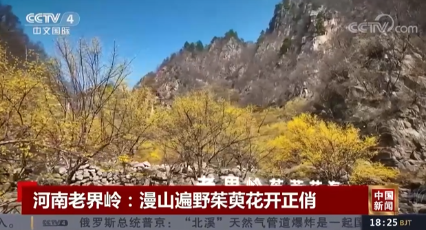 【央視關(guān)注河南老界嶺】漫山遍野茱萸花開正俏