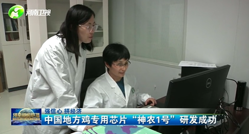 【强信心 拼经济】中国地方鸡专用芯片“神农1号”研发成功