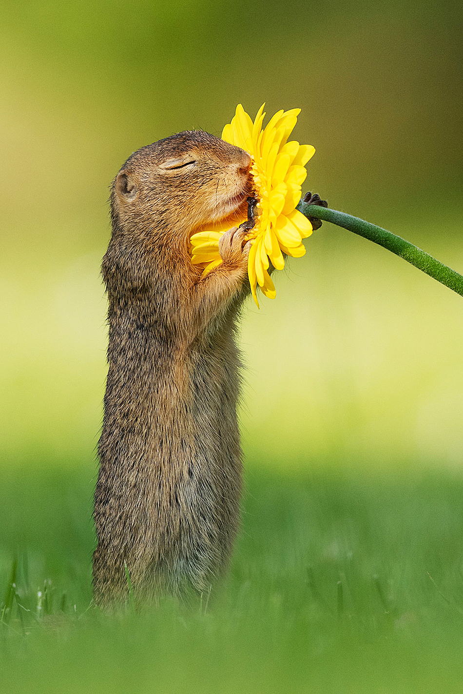 春至花开动物们陶醉在春天里