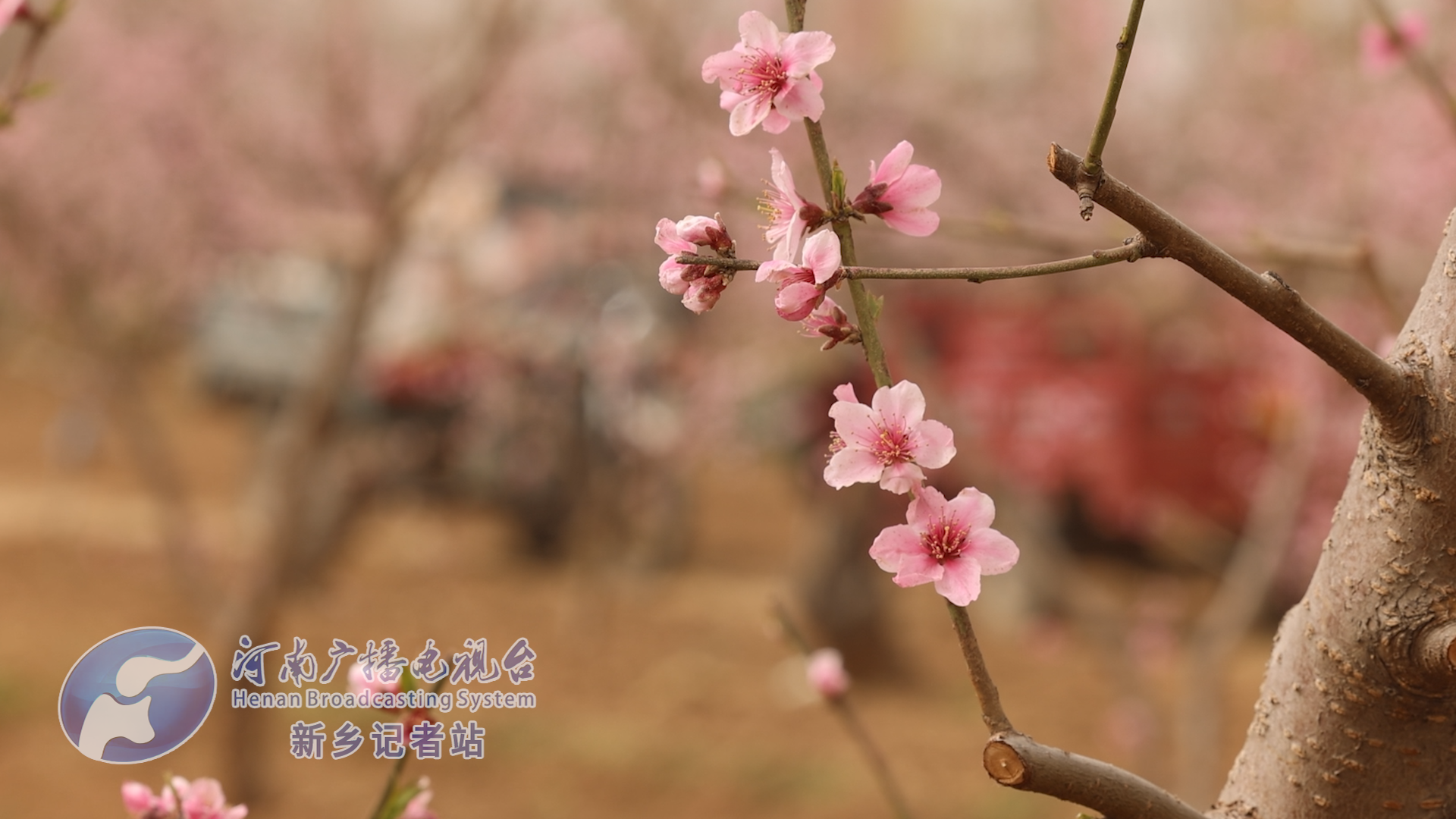 做好桃经济卫辉市第26届桃花节开幕