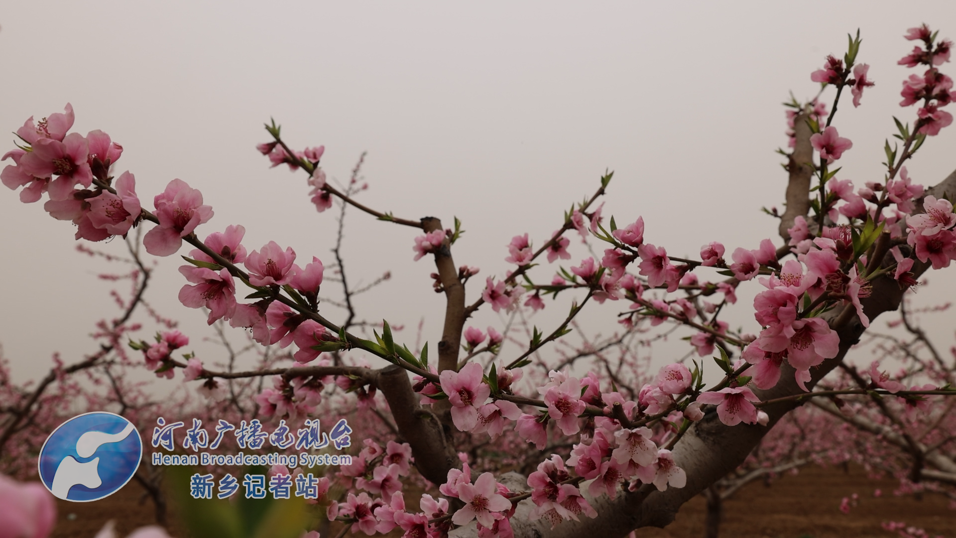 做好桃经济卫辉市第26届桃花节开幕