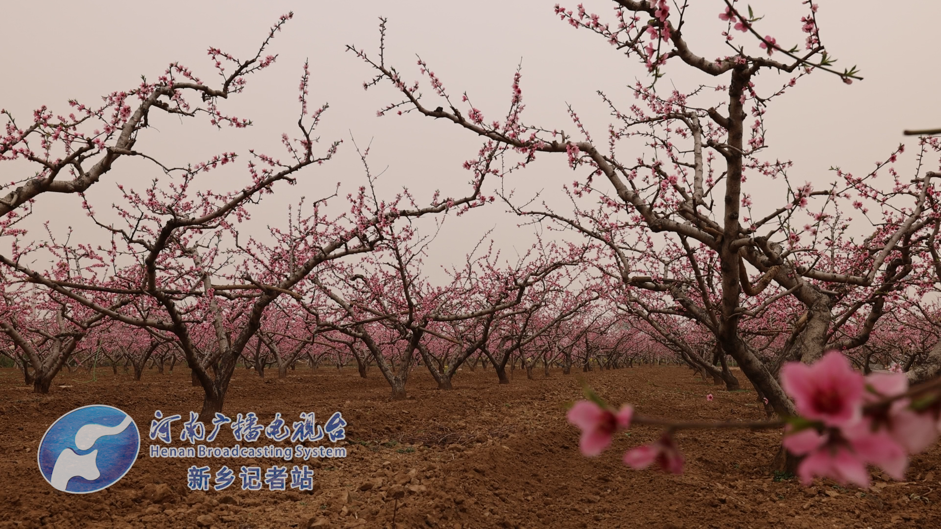 做好桃经济卫辉市第26届桃花节开幕