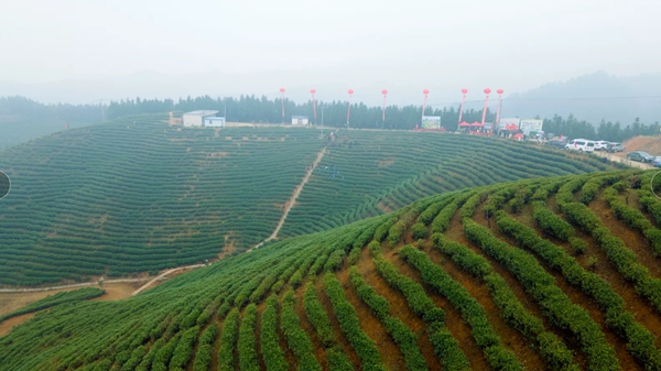 信阳市光山县白雀园镇小茶叶带动大产业点亮产业兴旺星