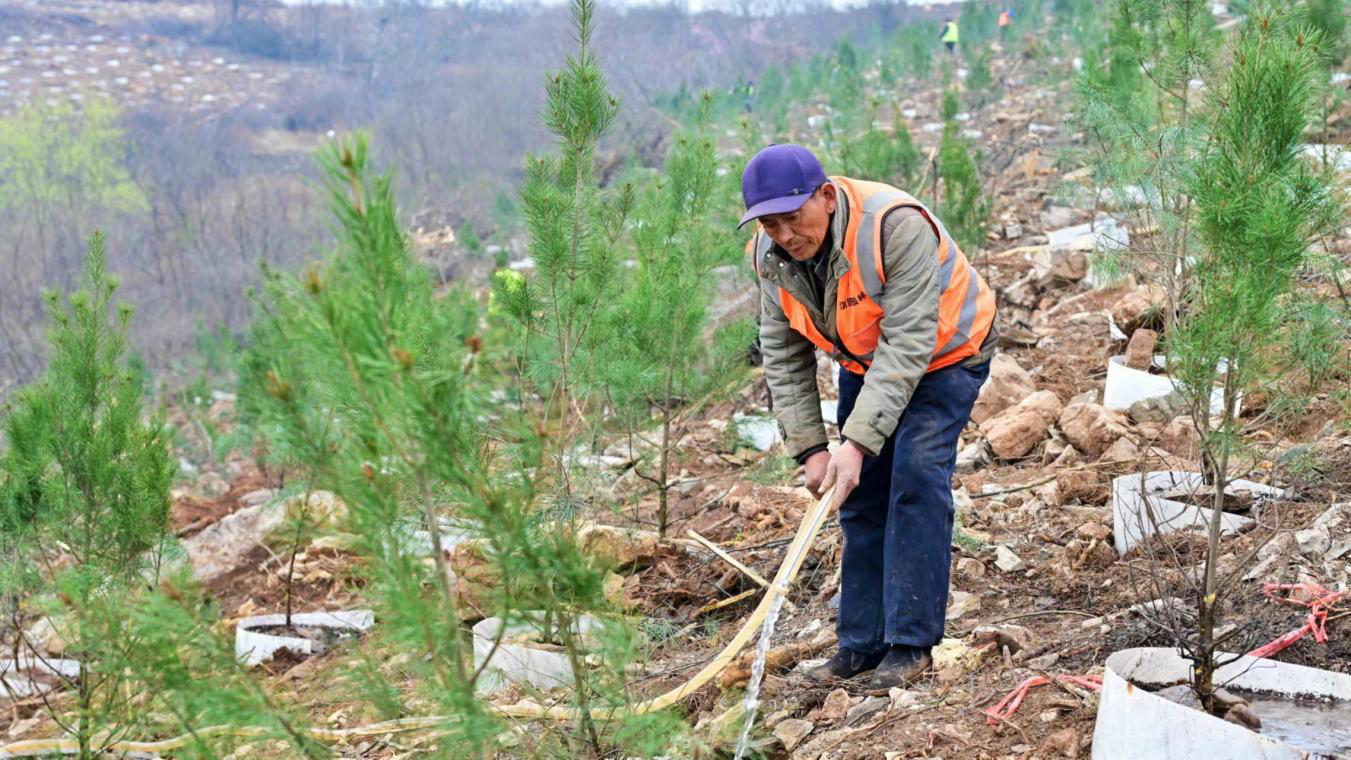 荒山变青山 山换绿颜 淇县大力实施困难地造林工程