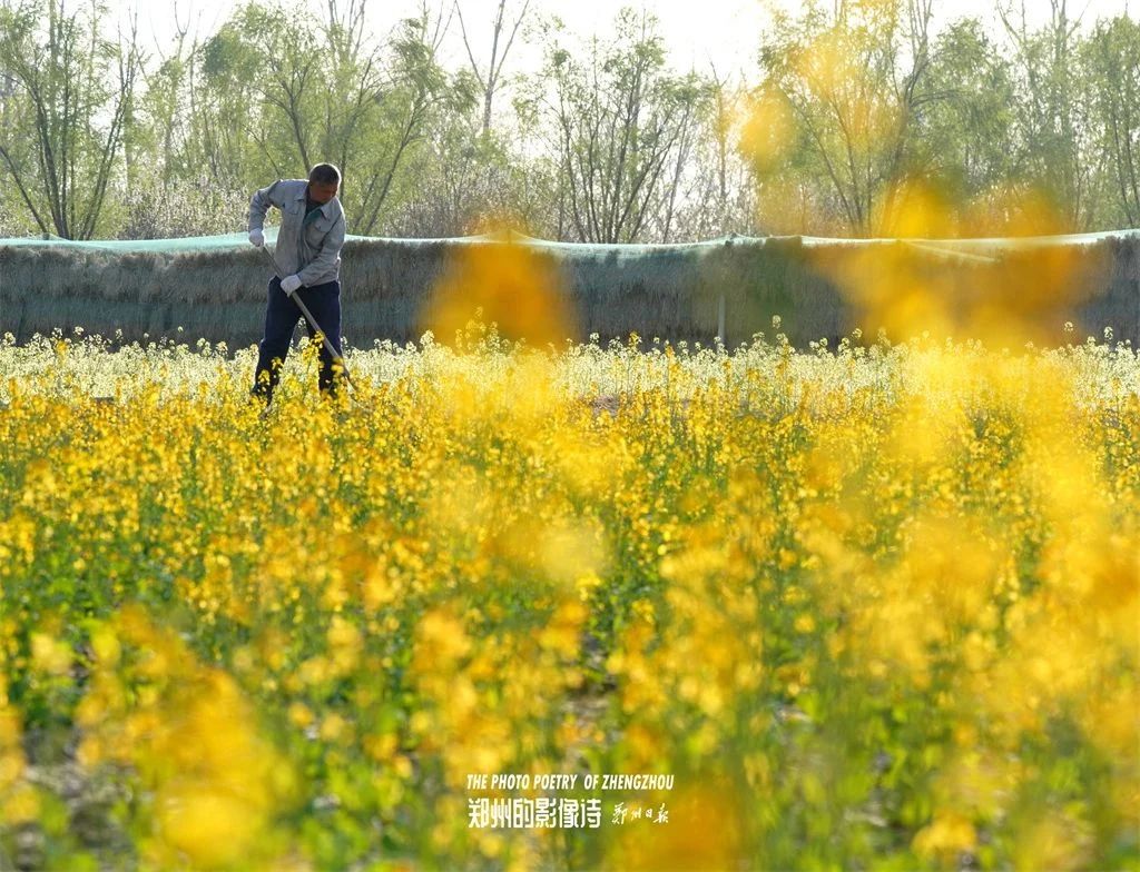 藏不住了郑州惠济这片油菜花田等你来打卡
