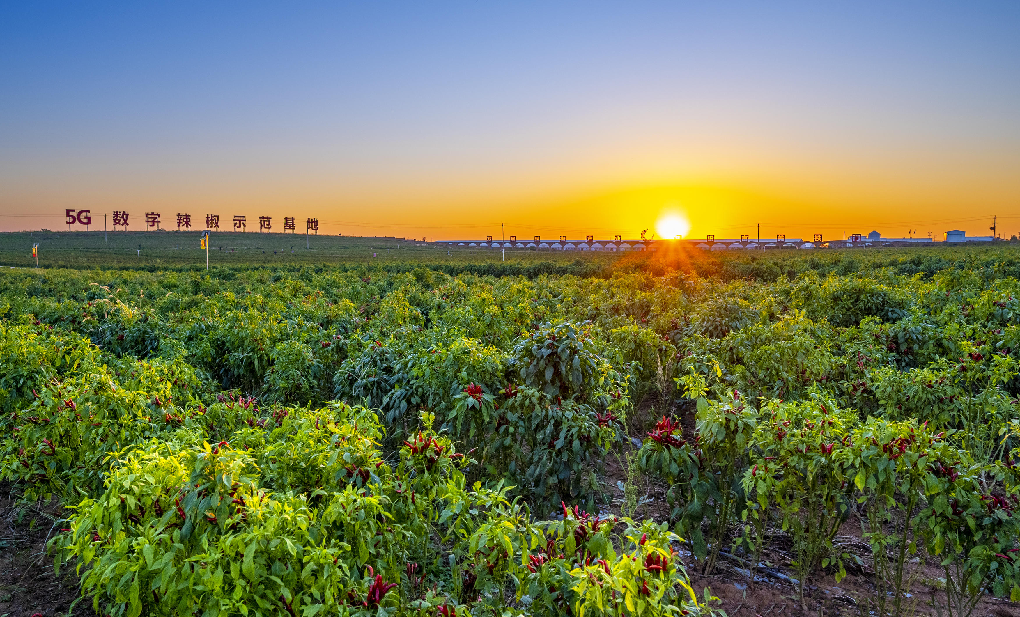 新安县铁门镇5g数字辣椒产业示范带春耕开播广受主流媒体关注