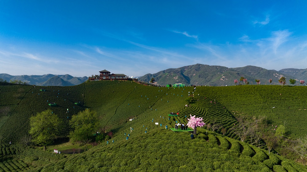 2023年信阳毛尖茶正式全面开采-大象网