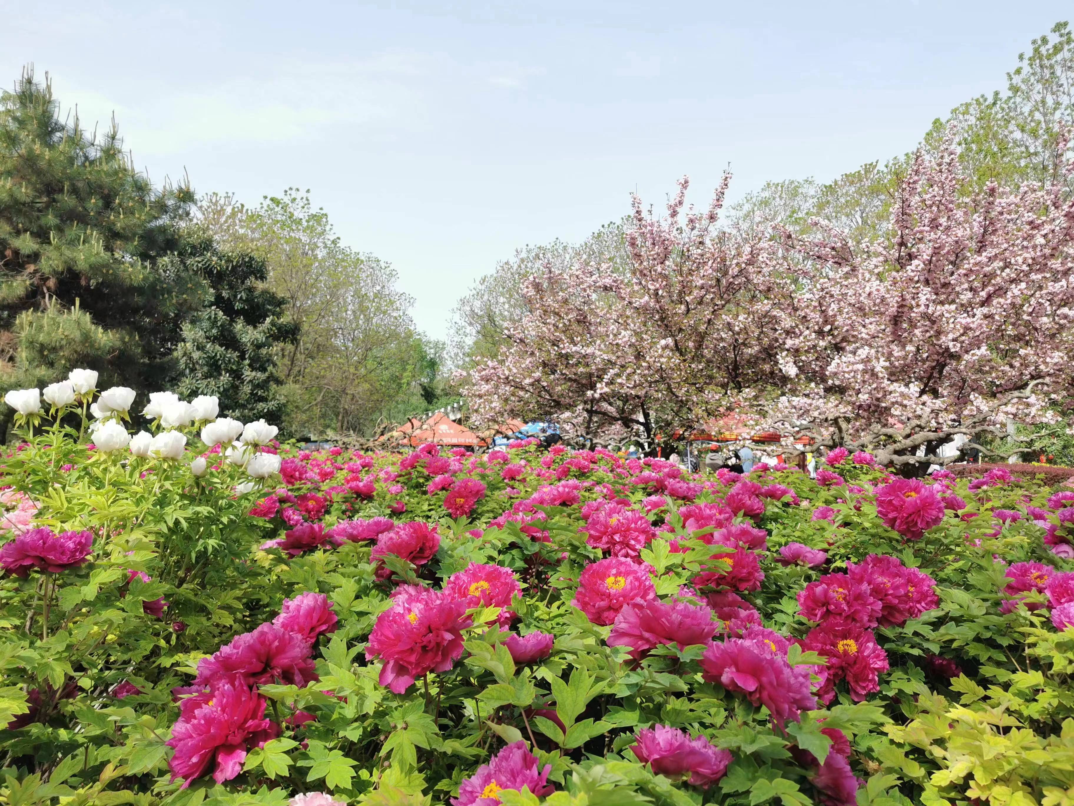静报花语丨花开花落二十日洛阳市区牡丹观赏园已入盛花期