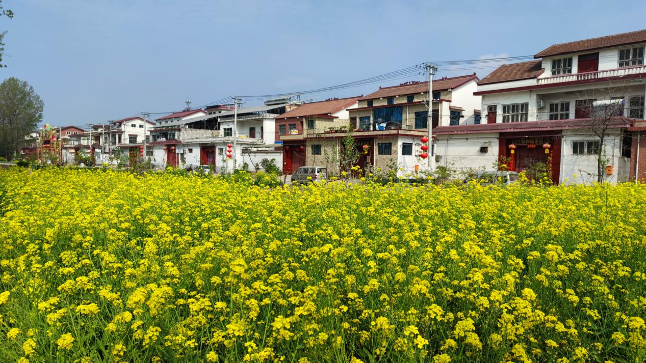 沁阳市西向镇书记大比武助飞领头雁