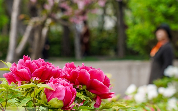 花开正当时 牡丹公园迎客来