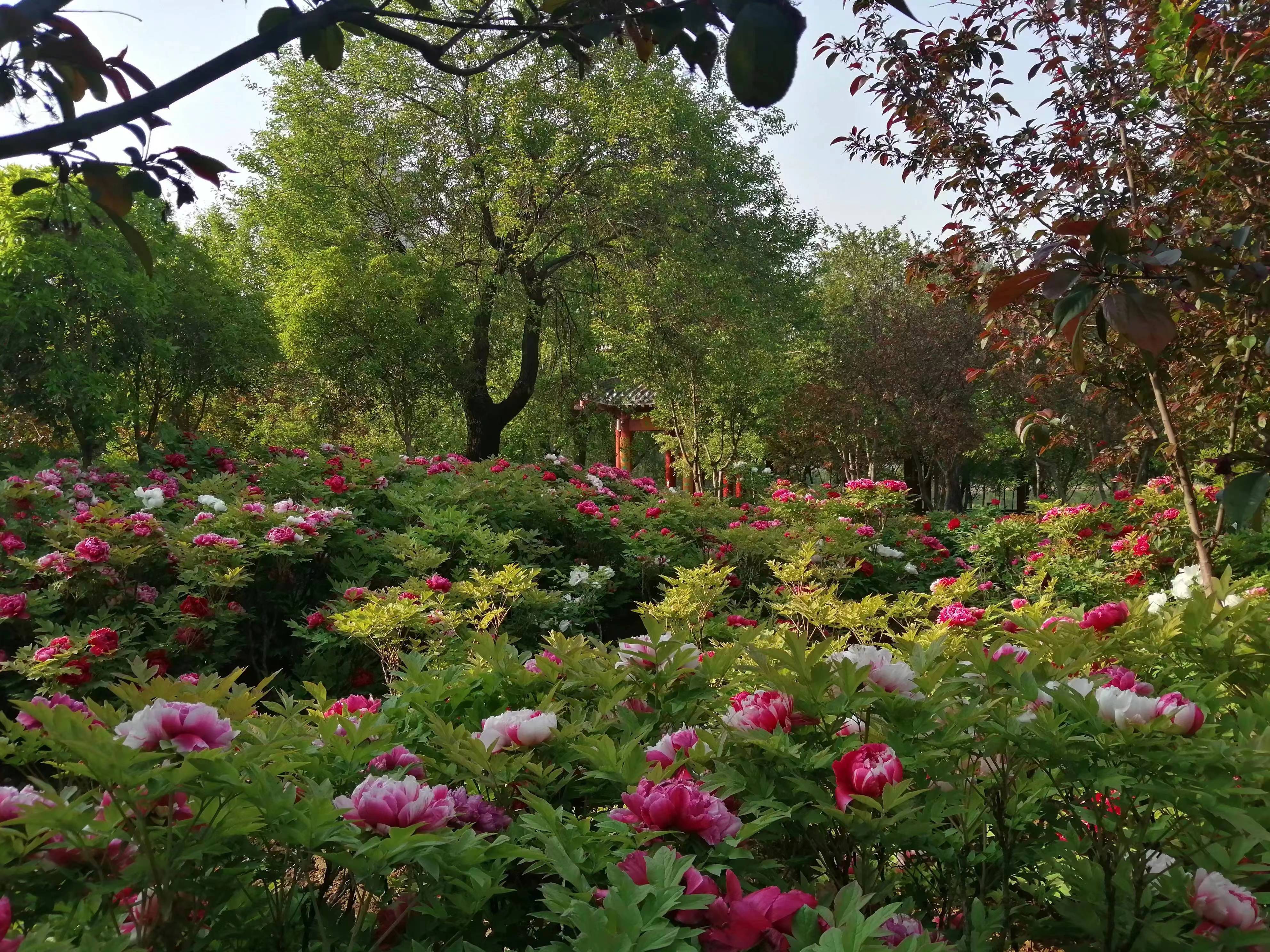 静报花语丨超500个品种牡丹绽放洛阳城内牡丹飘香