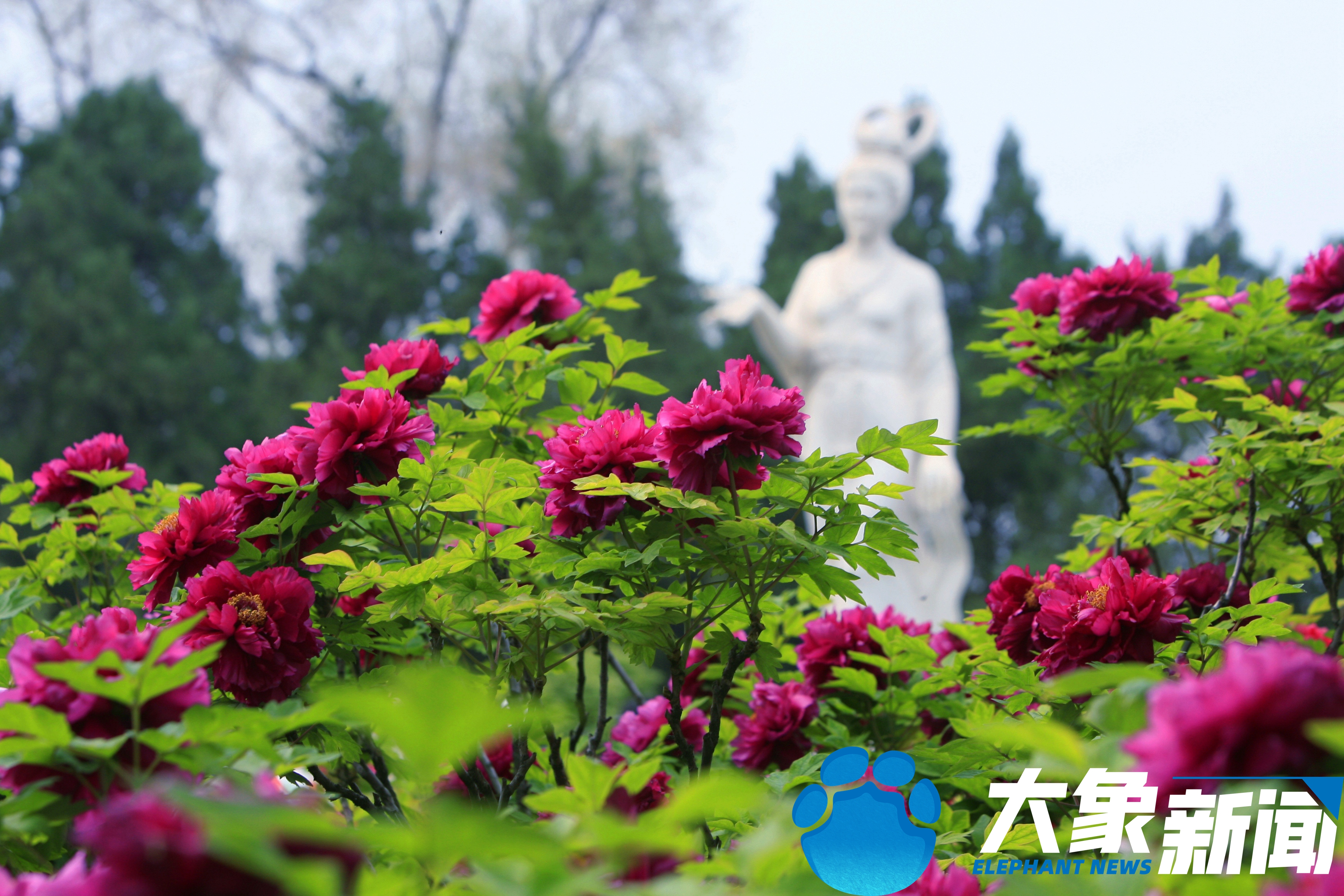 静报花语丨金丝贯顶银丝贯顶等网红品种已开繁花似锦只在洛阳城